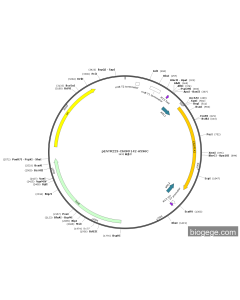 pENTR223-C6ORF142-A596C