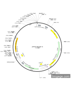 pSV40-Ube2ql1-m