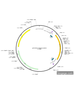 pENTR223-IMAGE4149333