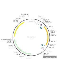 pENTR223-TRAPPC4