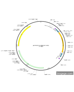 pENTR223-IL20RB(427-936)