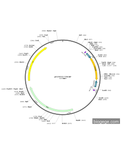 pENTR223-TYROBP
