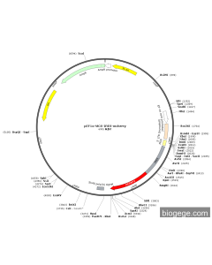 pEF1α-MCS-IRES-mCherry