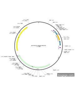 pENTR223-IMAGE3462332