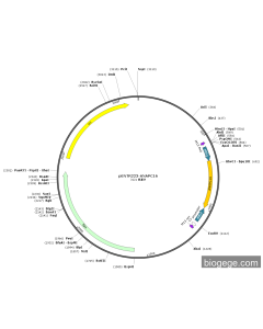 pENTR223-ANAPC16
