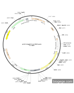 pLVX-Angpt12-m-IRES-Puro