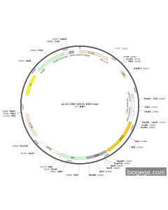pLVX-CMV-SIRT6-IRES-Neo