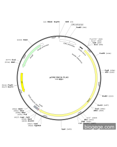 pCMV-BKCA-FLAG