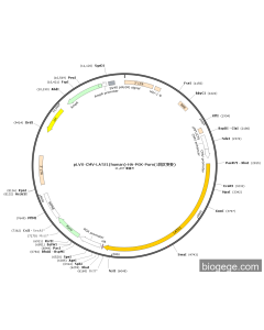 pLVX-CMV-LATS1(human)-HA-PGK-Puro(1synonymous mutations)