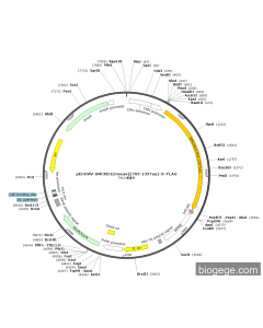 pEnCMV-SMCHD1(mouse)(703-1337aa)-3×FLAG