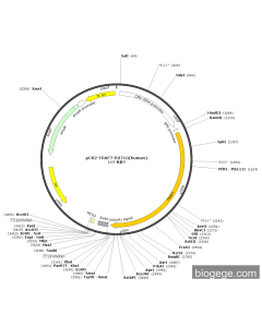 pCS2-TRAF7-R371G(human)