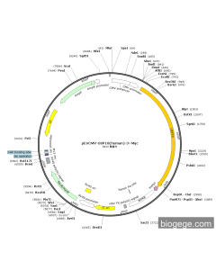 pEnCMV-USP10(human)-3×Myc