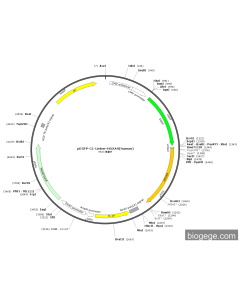 pEGFP-C1-Linker-HOXA9(human)