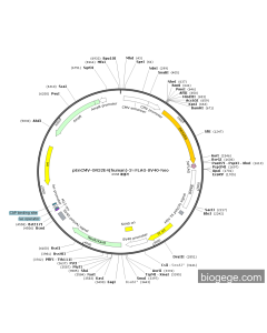 pEnCMV-OR52E4(human)-3×FLAG-SV40-Neo