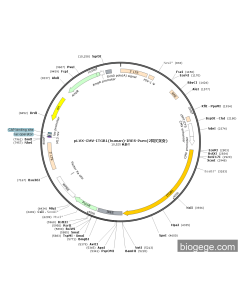 pLVX-CMV-ITGB1(human)-IRES-Puro(2synonymous mutations)