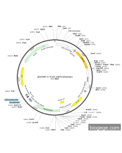 pEnCMV-3×FLAG-LHFPL5(human)