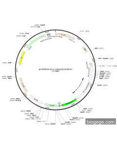 pLVshRNA-EF1a-ZsGreen(2A)Puro