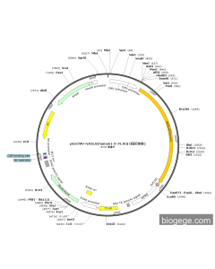 pEnCMV-NAGLU(human)-3×FLAG(1synonymous mutations)