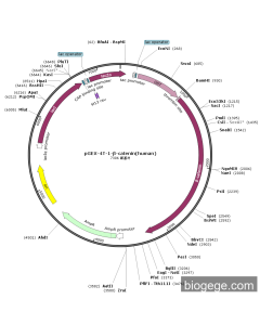 pGEX-4T-1-β-catenin(human)