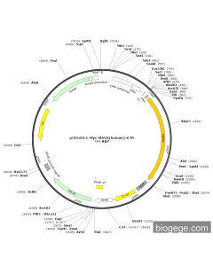 pCDNA3.1-Myc-MAVS(human)-K7R