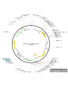 pEnCMV-6×His-UBD(human)