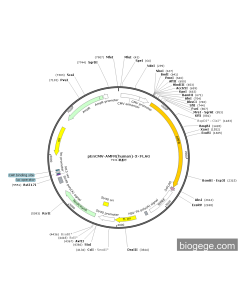 pEnCMV-AMFR(human)-3×FLAG
