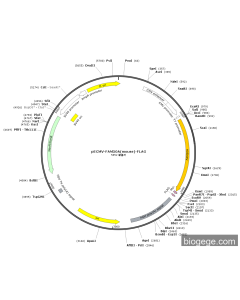 pECMV-FAM50A(mouse)-FLAG