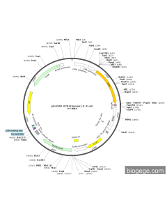 pEnCMV-XCR1(human)-3×FLAG