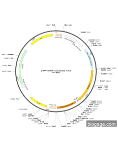 pAAV-NMNAT1((human)-FLAG