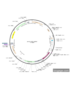 pLVX-Tet3G-sgRNA