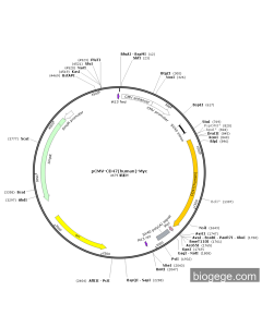pCMV-CD47(human)-Myc
