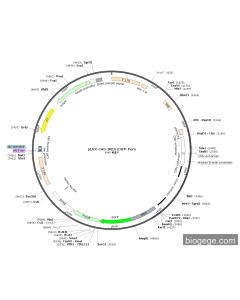 pLVX-CAG-IRES-EGFP-Puro