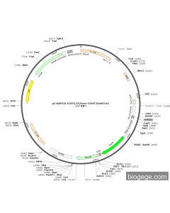 pLVshRNA-EGFP(2A)Puro-KIAA1429-shRNA1(human)