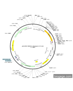 pEnCMV-WDR54-c(human)-3×FLAG