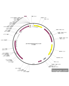 pET28a-KRAS(human)-G12D