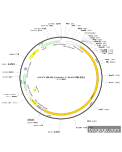pECMV-SIPA1L3(human)-3×FLAG(3synonymous mutations)