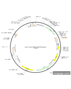 pLKO.1-Puro-MAPK3-shRNA4(human)