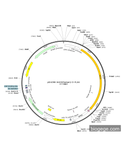 pEnCMV-AGO2(human)-3×FLAG