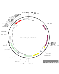 pCAMBIA1300-35S-Mito-mCherry-1