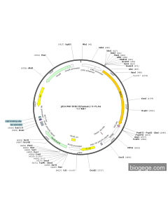 pEnCMV-BIRC3(human)-3×FLAG