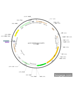 pLVX-CGAS(human)-AcGFP1