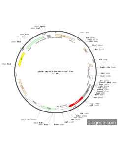 pLVX-CMV-MCS-IRES-RFP-PGK-Puro