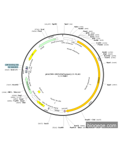 pEnCMV-GRIN2A(human)-3×FLAG