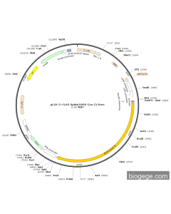 pLVX-3×FLAG-Spike(SARS-Cov-2)-Puro