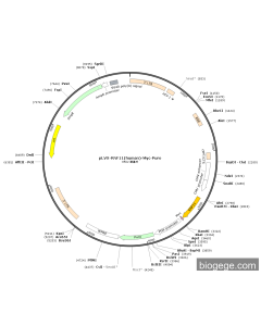 pLVX-RNF11(human)-Myc-Puro