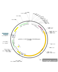 pcDNA3.1+N-GST(Thrombin)-NRCAM(human)