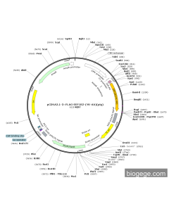 pCDNA3.1-3×FLAG-EEF1B2-(YK-AA)(pig)