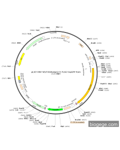 pLV3-CMV-NELFCD(human)-3×FLAG-CopGFP-Puro