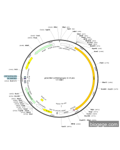pEnCMV-LIFR(human)-3×FLAG