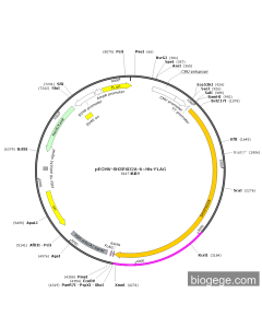 pECMV-SH3PXD2A-6×His-FLAG